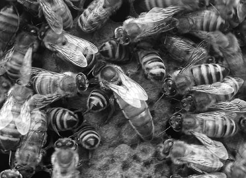熊本県花粉交配用ミツバチ対策協議会ダニ対策に係る調査用資材導入の一般競争入札